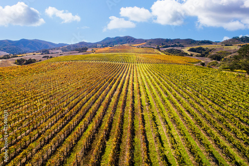 Aerial view of fall vineyard along Santa Rosa Road in the Santa Ynez Valley, California