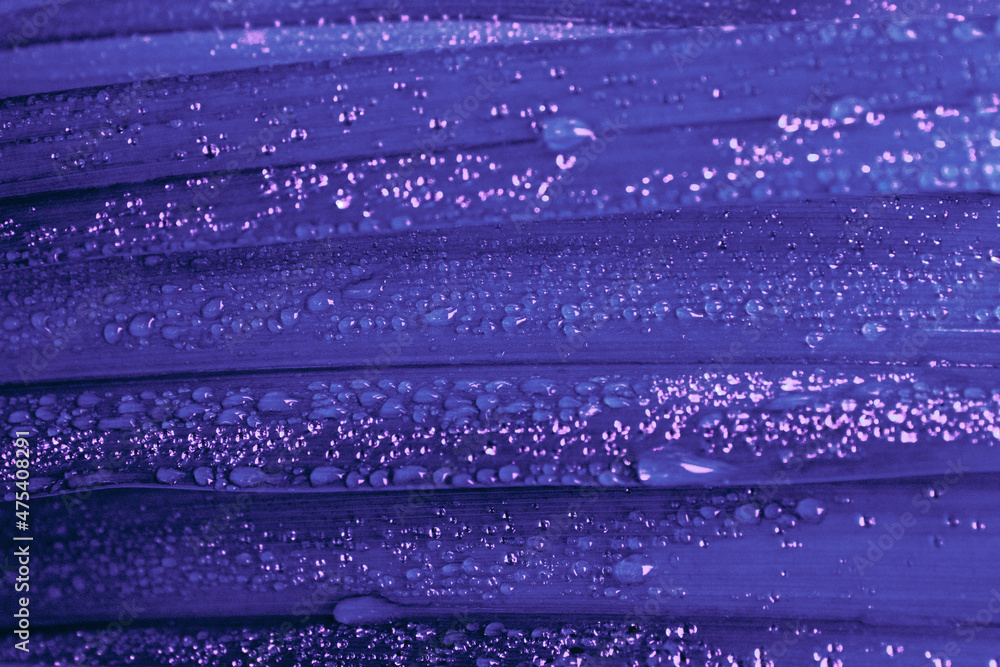 Rain Covered Very Peri Leaves Of Garden Plant Botanical Foliage Nature Background Print For Poster Wallpaper Calendar Design Fresh Grass After Rain With Water Drops Spring Wall Canvas May Freshness Stock Photo Adobe Stock Rain Covered Very Peri Leaves Of Garden Plant Botanical Foliage Nature Background Print For Poster Wallpaper Calendar Design Fresh Grass After Rain With Water Drops Spring Wall Canvas May Freshness Stock Photo Adobe Stock