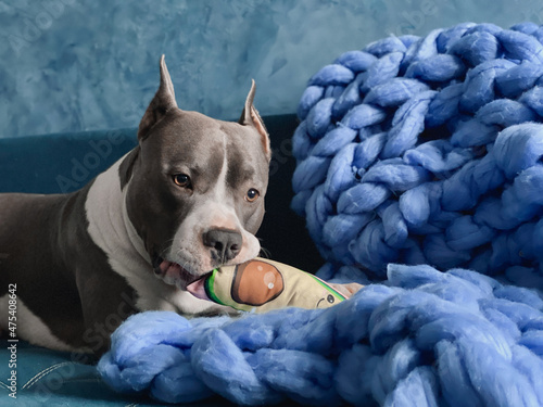 Dog blue american stafford plays with textile toy on the knitted plaid photo