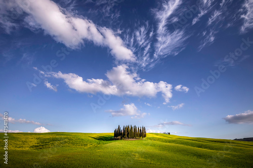 Europe, Italy, Tuscany, Val d Orcia. Cypress grove and farmland. photo