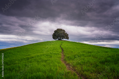 Europe, Italy, Tuscany, Val d Orcia. Trail to lone tree in farmland. photo