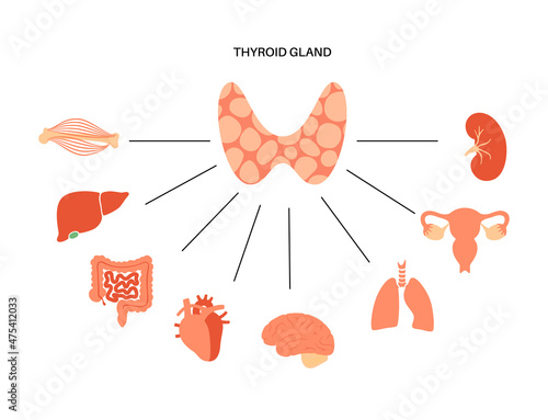 Thyroid hormones diagram