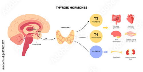 Thyroid hormones diagram