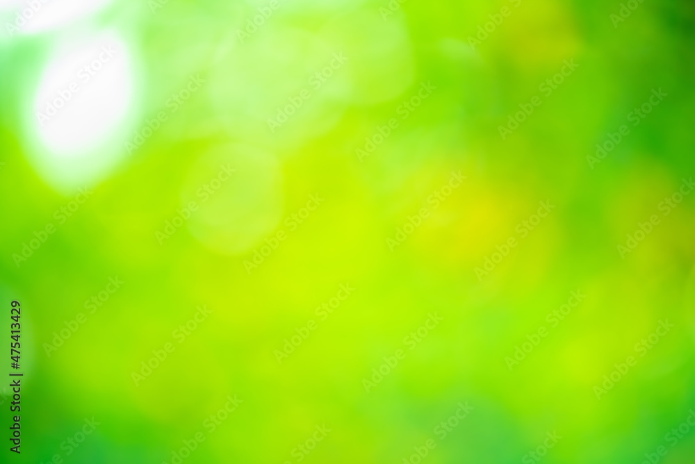 Obraz premium Natural green background. Defocus light green background.