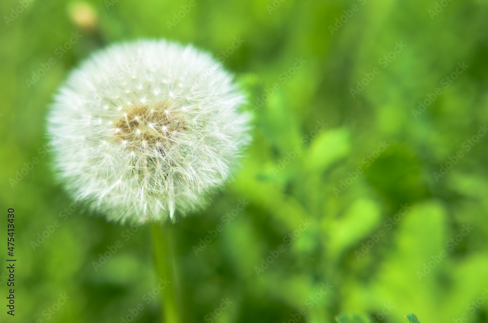 Round dandelion with white down on the field Round dandelion with white down on the field