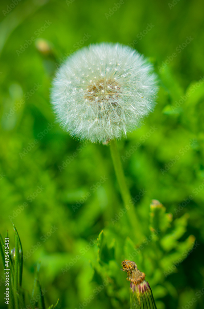 Round dandelion with white down on the field Round dandelion with white down on the field