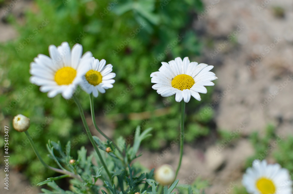Close-up of white and yellow spring daisy flowers and yellow dandelions Close-up of white and yellow spring daisy flowers and yellow dandelions