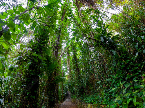 View of forest at La Vanille Nature Park which is located in the south of Mauritius island