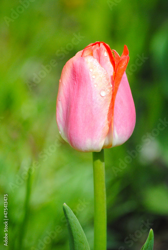 pretty tulip