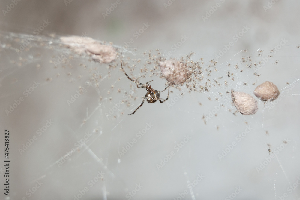 araña tejiendo y poniendo sus huevos Stock Photo | Adobe Stock