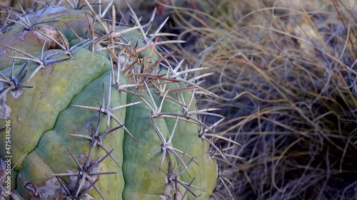 Eagle claws, Turk's head, devil's head (Echinocactus horizonthalonius). Cacti of West and Southwest USA New Mexico photo