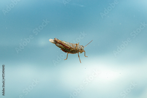wonderful Grasshopper against a blue sky