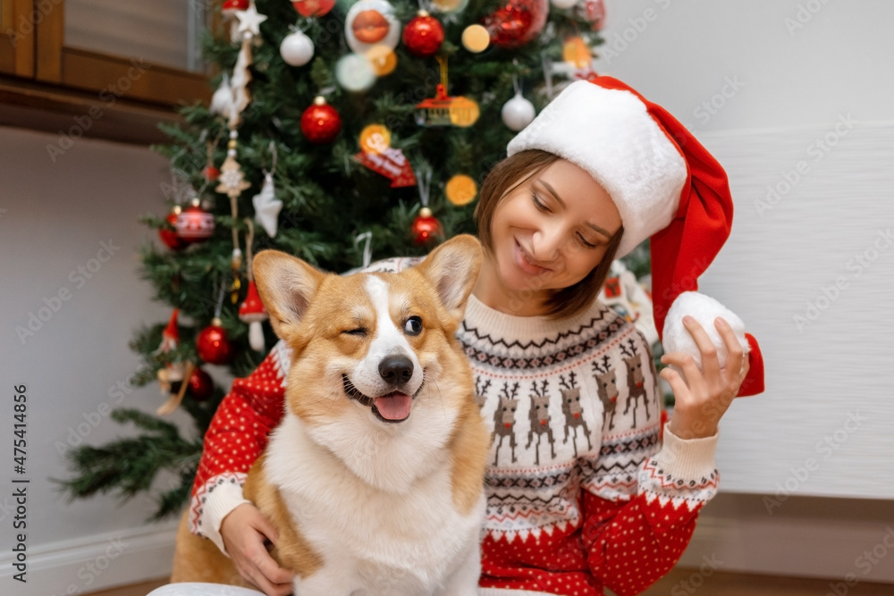 Female In Santa Hat And Red Sweater Gifting Present In Hand For Corgi Dog In Front Of Christmas Tree. Christmas Holiday And New Celebration Concept. Female In Santa Hat And Red Sweater Gifting Present In Hand For Corgi Dog In Front Of Christmas Tree. Christmas Holiday And New Celebration Concept.
