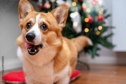 Corgi Dog With Funny Face in front of Christmas Tree. Winter Holidays Concept. New Year Holiday.  © Karyna