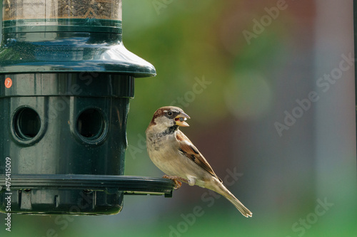 Closeup shot of a sparrow perched on a birdhouse Fototapet