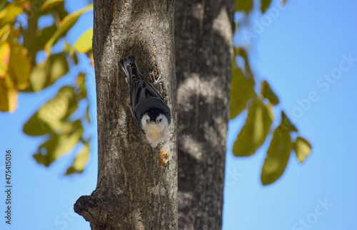 america, american, animals, bird, blue, cloudy, croton, croton bay, croton gorge, croton point park, day, environment, fall, fly high, high up, horizon, hudson, hudson river, in plain sight, isolation photo