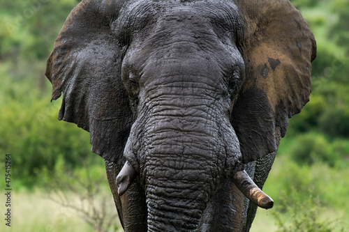 Canvas-taulu Portrait of an elephant with a broken tusk