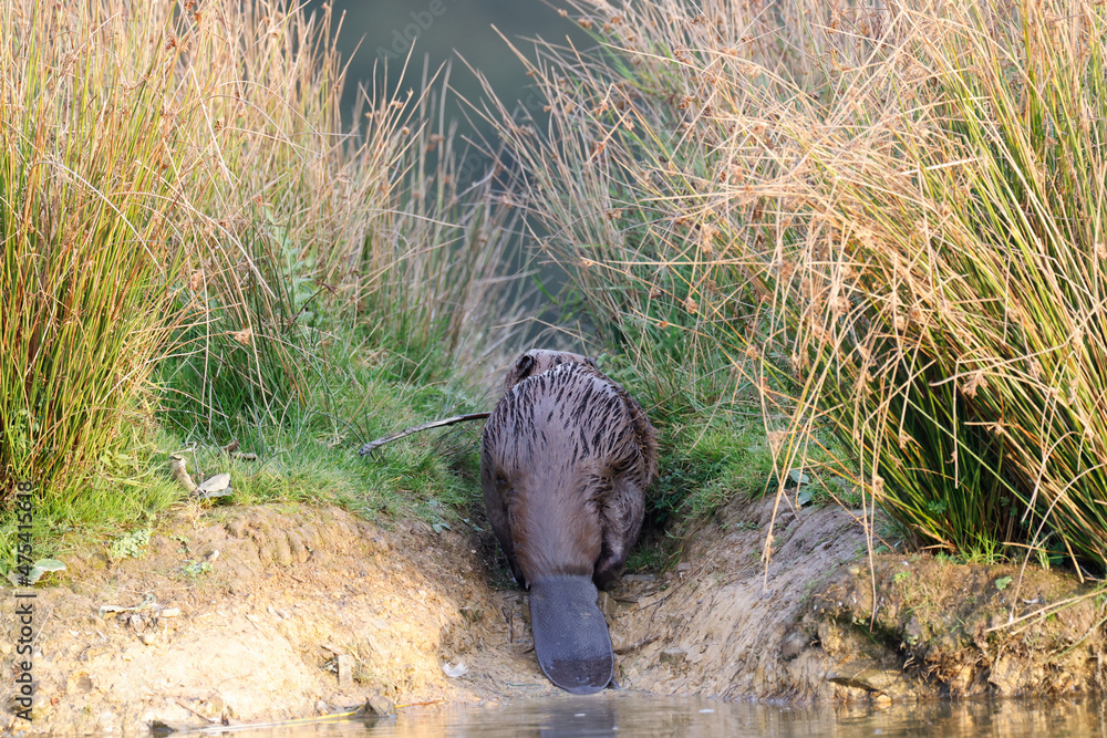 Beautiful view of a common beaver by the lake - obrazy, fototapety, plakaty 