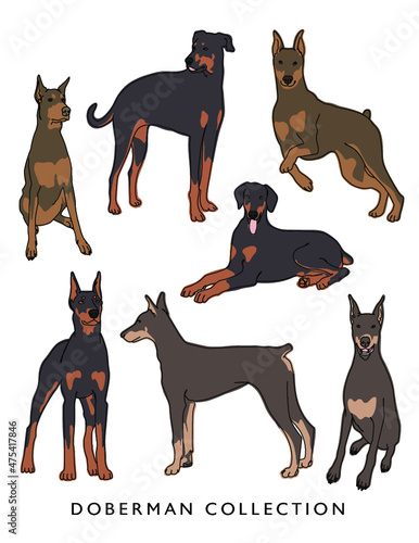 Doberman Illustration Set (Different Poses)