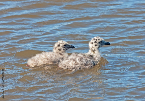 Baby seagulls on the river, Anadyr, Chukotka Autonomous Okrug, Russia photo