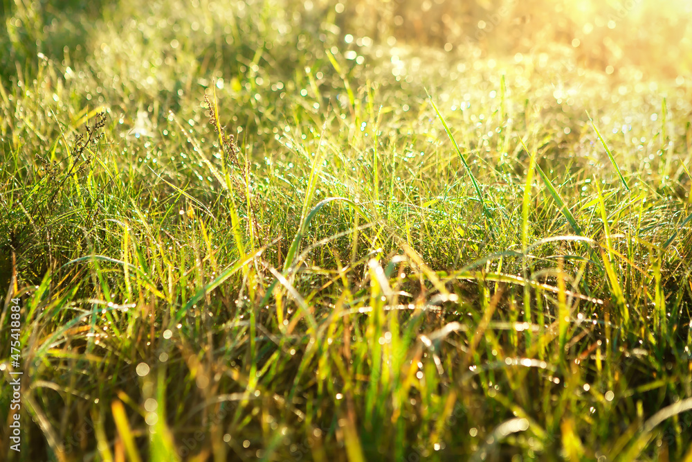 Fototapeta premium Great view of the lawn at sunrise.