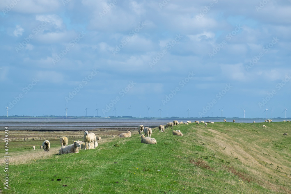 Obraz premium Küstenlandschaft mit Deich und Schafen, Insel Föhr
