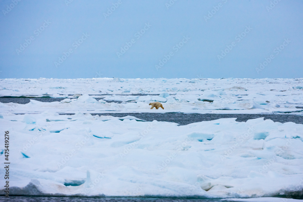 Polar bear on floating ice in Chukchi Sea, Russian Far East Polar bear on floating ice in Chukchi Sea, Russian Far East
