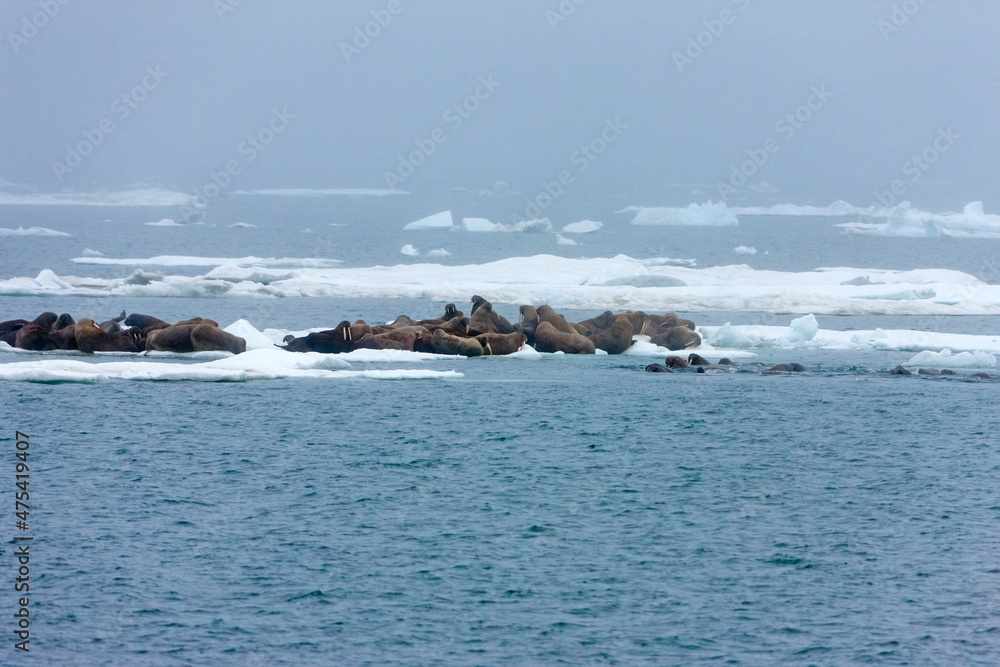 Walruses on floating ice, Chukchi Sea, Russia Far East