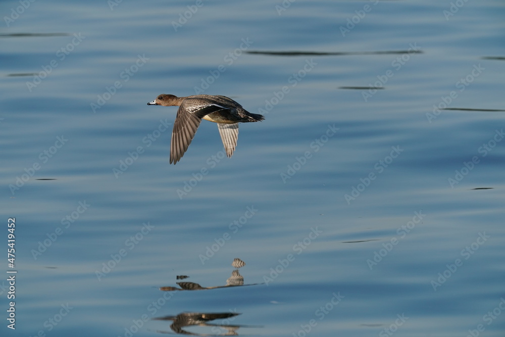 eurasian wigeon in the sea eurasian wigeon in the sea