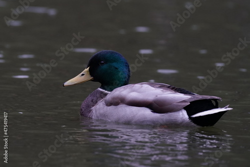 mallard in the pond