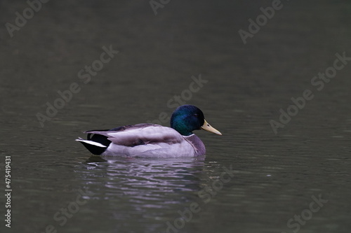 mallard in the pond