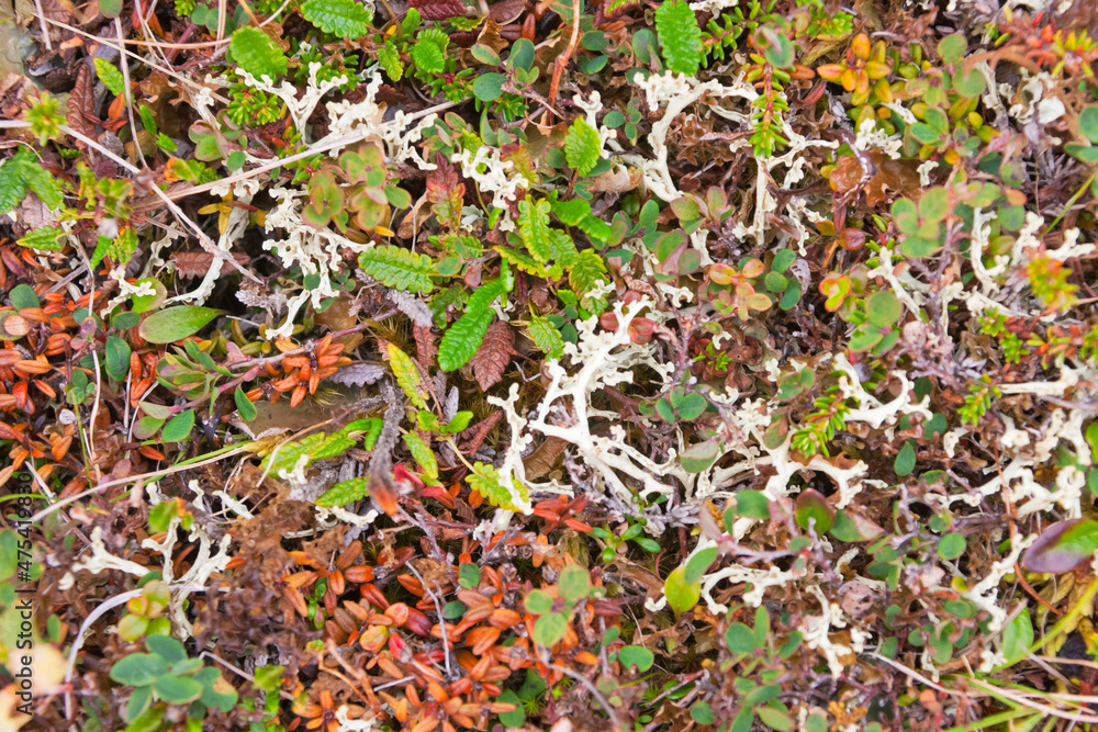 Plants on the tundra, Yttygran Island, Bering Sea, Russia Far East Plants on the tundra, Yttygran Island, Bering Sea, Russia Far East