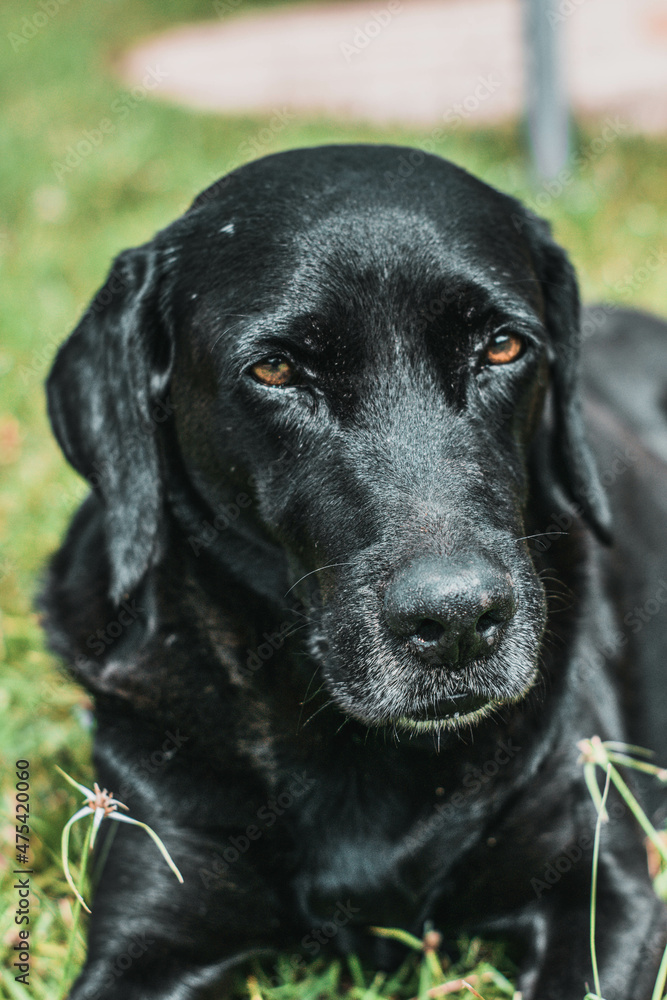 perro grande negro