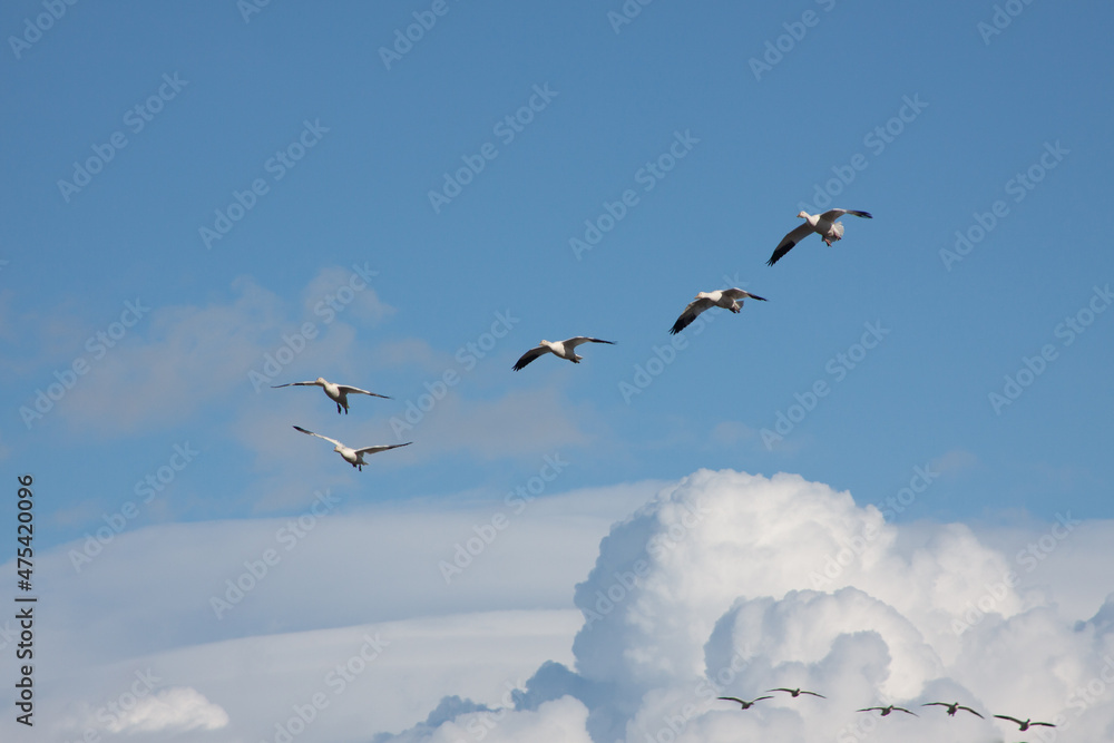 Flight of Snow Geese Flight of Snow Geese