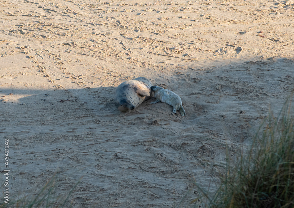 Fototapeta premium A baby seal with its family
