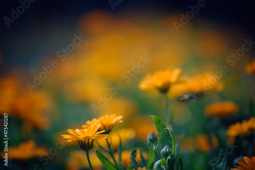 Orange pot marigold flowers (Calendula officinalis) with blurred background.  © Jan