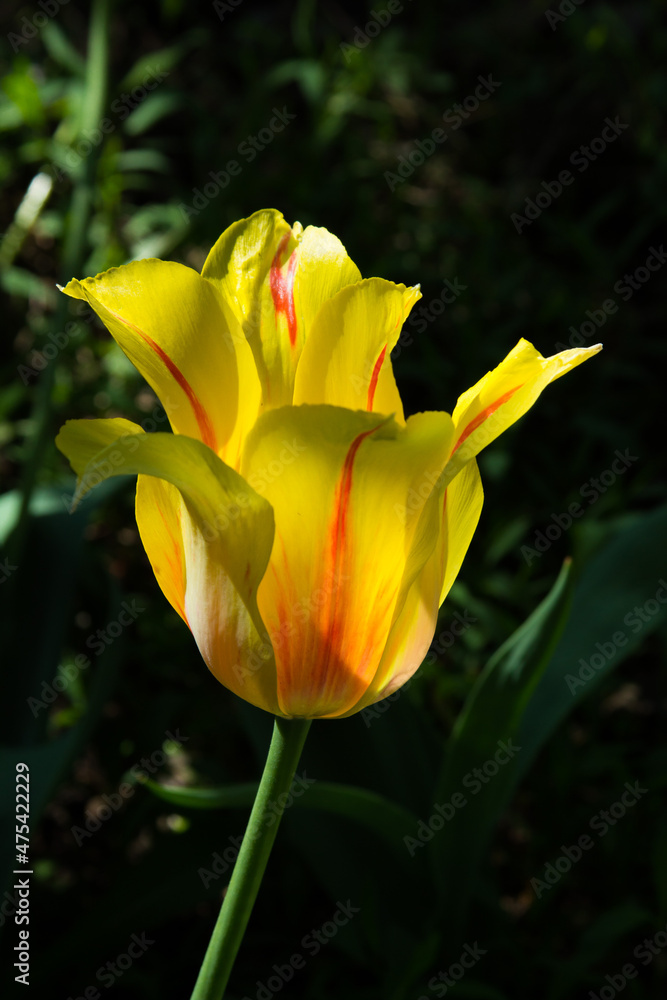 The new light Sapporo tulip is very similar to the royal lily due to its purity of color and perfect shape. Glass 8-10 cm high, refined, with curved petals, pale yellow when blooming, later creamy. The new light Sapporo tulip is very similar to the royal lily due to its purity of color and perfect shape. Glass 8-10 cm high, refined, with curved petals, pale yellow when blooming, later creamy.