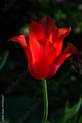 Tulip hybrids ? Ballerina, with the sharp petals. Blooming red tulips on blurred background. Beautiful flowers as floral natural backdrop. Variety - Ballad Red.