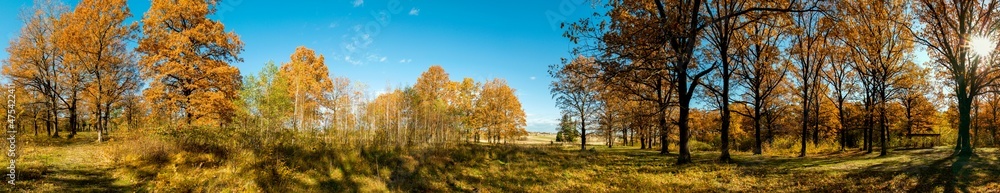 Panorama of autumn tree on a large lawn.