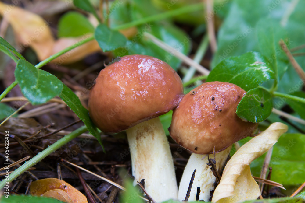 Suillus luteus fungus, commonly referred to as slippery jack or sticky bun in speaking countries Suillus luteus fungus, commonly referred to as slippery jack or sticky bun in speaking countries
