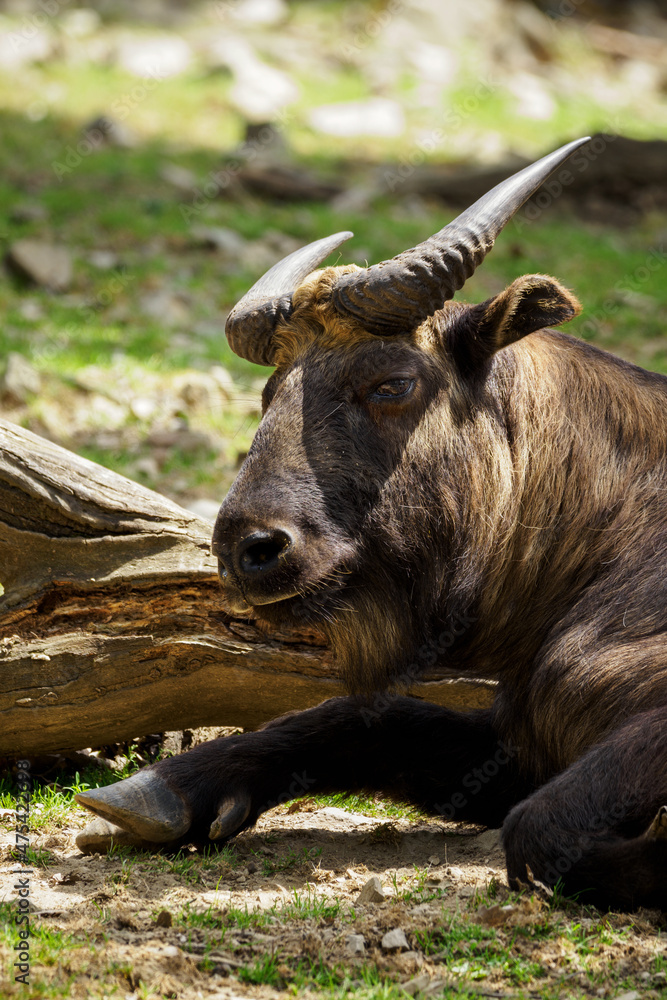 Fototapeta premium Portrait of a brown cattle with curved horns.