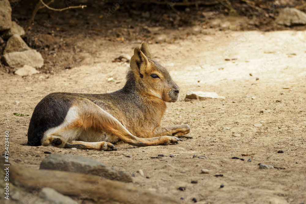 Obraz premium Patagonia mara - lying on the sand.
