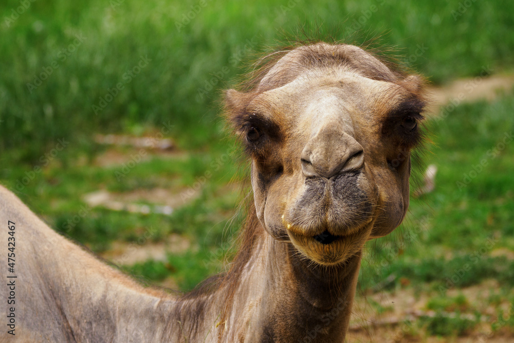 Portrait of a young brown camel outdoors.