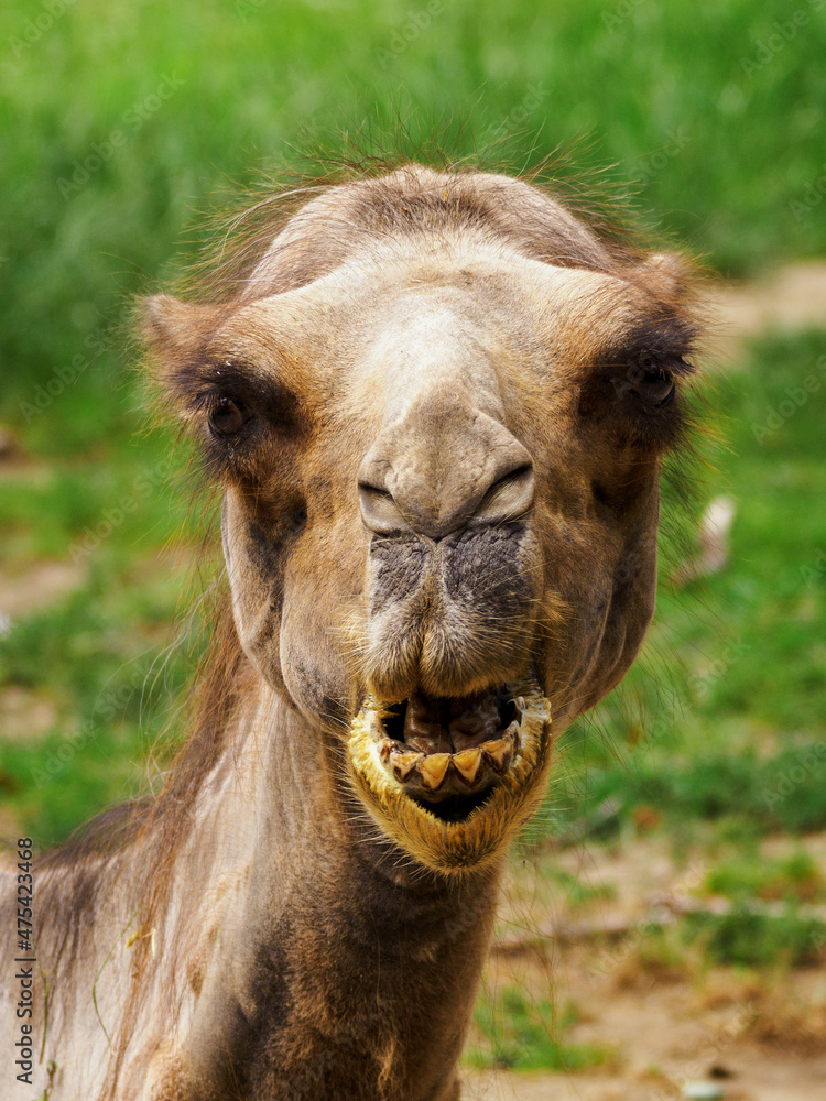 Fototapeta premium Portrait of an adult brown camel outdoors.
