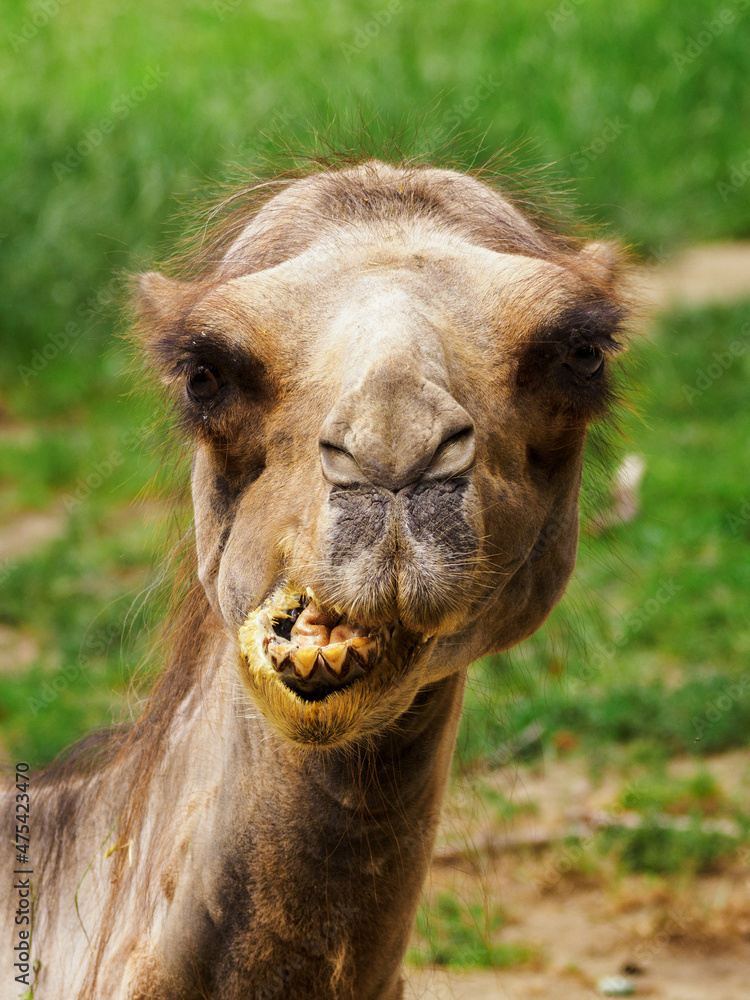 Portrait of an adult brown camel outdoors.