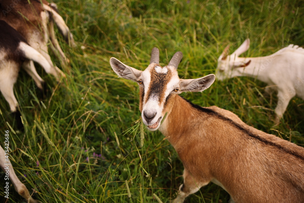 Dairy goats grazing in a field during the summer season in Ontario, Canada.