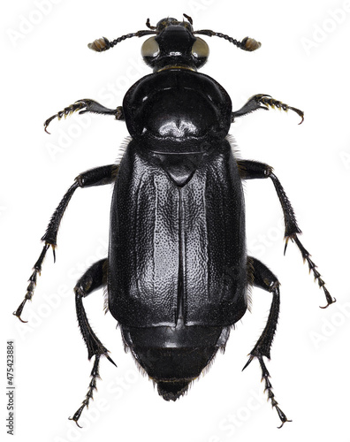 Nicrophorus humator beetle specimen photo
