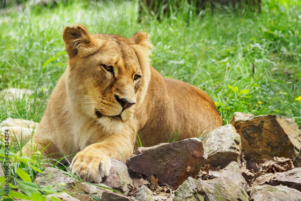 The lioness is resting and lying outside. The lioness is resting and lying outside.