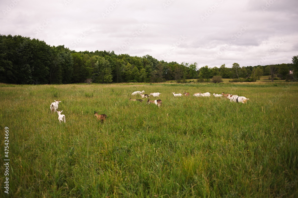 Dairy goats grazing in a field during the summer season in Ontario, Canada.