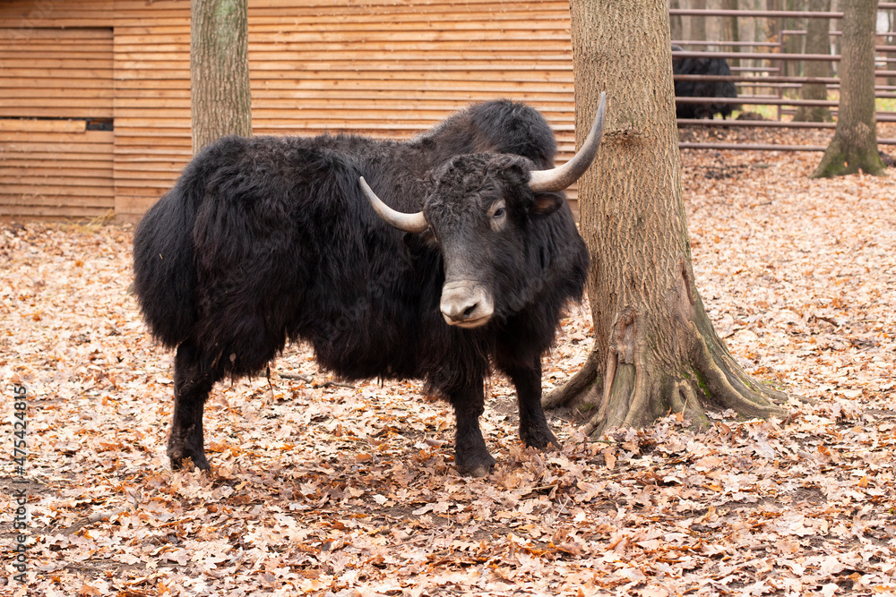 Large black bison. An animal with horns, a bull. Large black bison. An animal with horns, a bull.